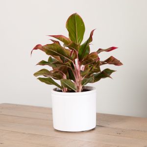 Aglaonema with Pot