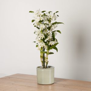 Dendrobium Orchid with Pot