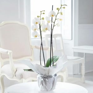Double Stem White Orchid In Pot