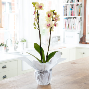 Gift Wrapped Florida Sunset Orchid