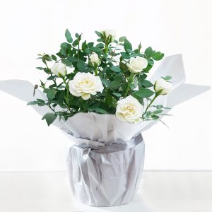 Gift Wrapped White Rose Plant
