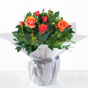 Orange Rose Plant