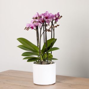 Orchid Boquetto 'Delight' with Pot