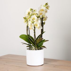 Orchid Boquetto 'Sensation' with Pot