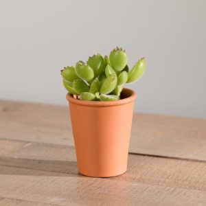 Organic Succulent with Pot