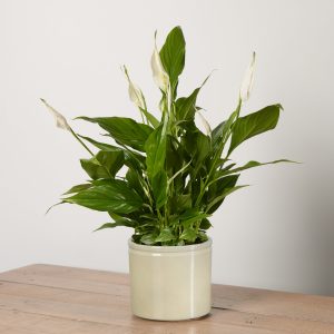 Peace Lily with Pot