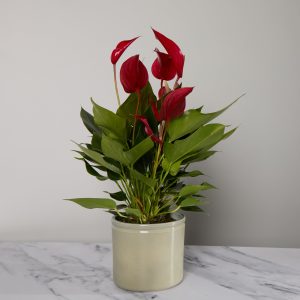 Red Flamingo Flower Plant with Pot