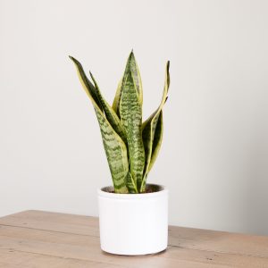 Snake Plant with Pot