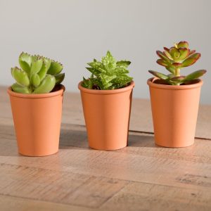 Trio Organic Succulents with Pot
