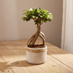 Ficus Ginseng