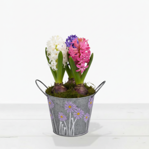 Mixed Hyacinth bulbs in zinc pot