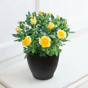 Yellow Pot Rose