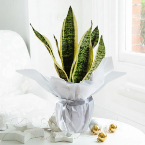 Gift Wrapped Snake Plant