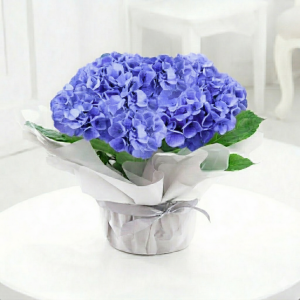 Gift Wrapped Blue Hydrangea Plant