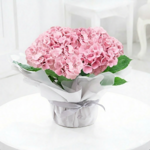 Gift Wrapped Pink Hydrangea Plant