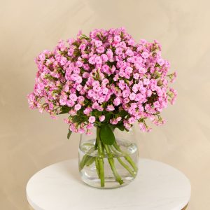 Pink Kalanchoe