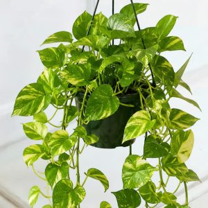 Devils Ivy Hanging Plant