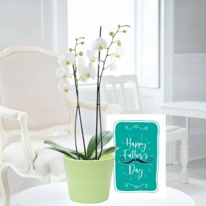 Double Stem White Orchid, Apple Ceramic Pot & Father's Day Card
