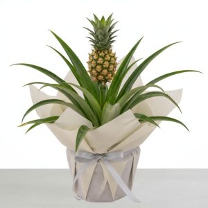 Pineapple plant (ananus)
