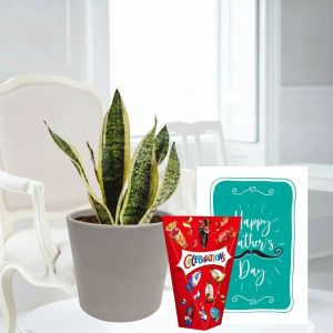 Snake Plant, Taupe Ceramic Pot, Celebrations (185g) & Father's Day Card