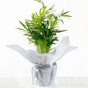 Gift Wrapped Parlour Palm