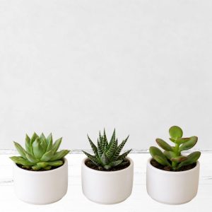 Mini Succulent Trio