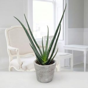 Aloe Vera in Stone Pot (25-30cm)