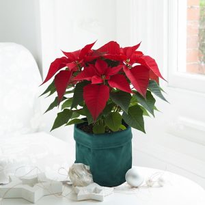 Poinsettia Plant with Velvet Pot cover